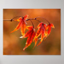 Search for colorful autumn leaves posters Nature