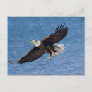 Search for eagle in flight postcards Bird