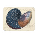 Search for seashell magnets Romance