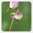 Search for california star stickers Usa