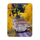 Search for sheep kitchen dining Barn