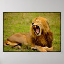 Search for lion photography posters Africa