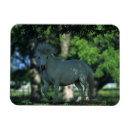 Search for miniature horse magnets Standing