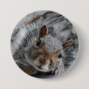 Search for cute squirrel badges Nature