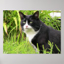 Search for alertness posters Cat