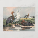 Search for goose postcards Antique