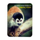 Search for wild squirrel magnets Animal