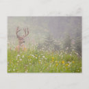 Search for deer postcards Landscape