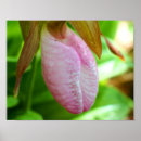 Search for pale pink posters Photography