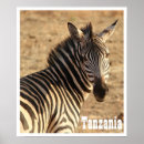 Search for plain posters Plains zebra