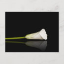 Search for calla lilly postcards Lily