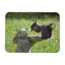 Search for squirrel lover magnets Squirrels