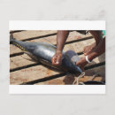 Search for tuna postcards Fish