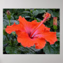 Search for hibiscus art Bright