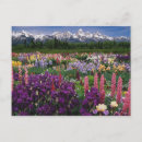 Search for iris garden postcards Colourful