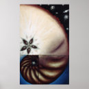 Search for golden ratio posters Nautilus