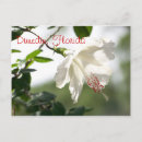 Search for florida postcards Sunshine state