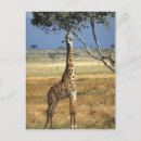 Search for amboseli postcards Wildlife