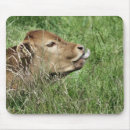 Search for bovines mousepads Farm animals