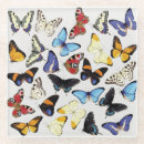 Search for tropical butterfly coasters Illustration