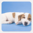 Search for sleeping dog stickers Full length