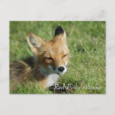 Search for red foxes postcards Cute