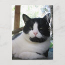 Search for cata Cats