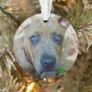 Search for pit bull christmas tree decorations Apbt