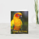 Search for conure cards Animal