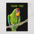 Search for ara postcards Parrot