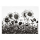 Search for black white sunflower art Nature