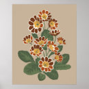 Search for primula posters Primrose