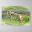 Search for wildlife photography posters Natural