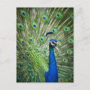 Search for indian peafowl postcards Beauty