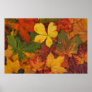 Search for fall foliage posters Leaf