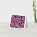 Search for coleus cards Photography