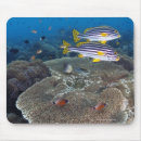 Search for coral sea mousepads Animal