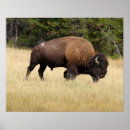 Search for bison art Bull