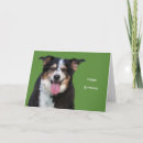 Search for australian shepherd birthday cards Dog