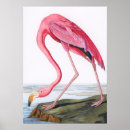 Search for vintage flamingo posters Retro