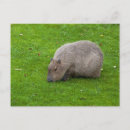 Search for capybara postcards Rodent