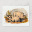 Search for cute pig postcards Farming