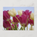 Search for dons postcards Pink