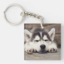Search for husky key rings Puppy