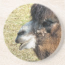 Search for camels coasters Animal