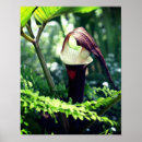 Search for pulpit posters Botanical