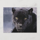 Search for black panther postcards Animals