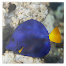 Search for coral reef tiles Diving