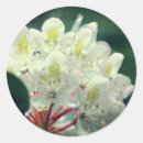 Search for azaleas stickers Flower