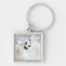 Search for polar bear key rings Nature